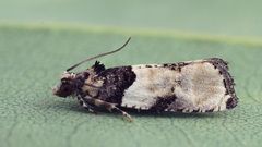 Gibberifera simplana