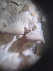 Trichaptum subchartaceum