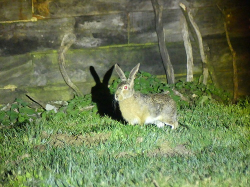 ホウキノウサギ