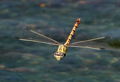 Erpetogomphus designatus