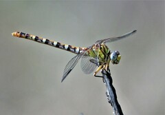 Erpetogomphus designatus