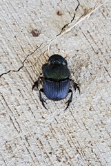 Phanaeus difformis