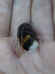 Bombus