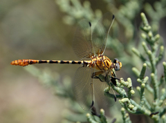 Erpetogomphus designatus