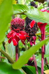 Etlingera elatior image