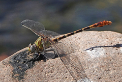 Erpetogomphus designatus