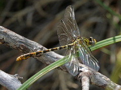 Erpetogomphus designatus