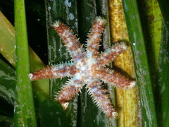 Coscinasterias tenuispina