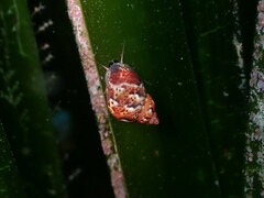 Tricolia speciosa