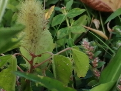 Acalypha alopecuroidea