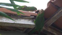 Psittacara leucophthalmus