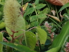 Acalypha alopecuroidea