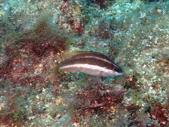 Symphodus doderleini