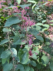 Caryophyllaceae