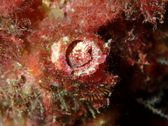 Thylacodes arenarius