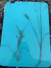 Cenchrus longispinus