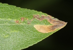 Stigmella salicis