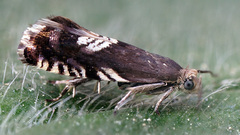 Grapholita compositella