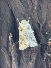 Lacinipolia laudabilis