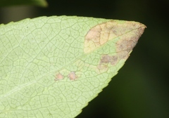 Stigmella salicis