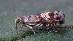 Grapholita compositella