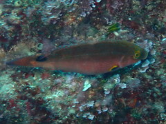 Symphodus mediterraneus
