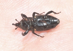 Sphenophorus cicatristriatus