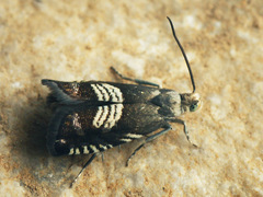 Grapholita compositella