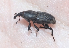 Sphenophorus cicatristriatus
