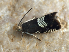 Grapholita compositella