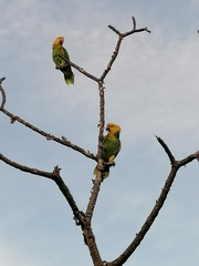 Amazona oratrix tresmariae