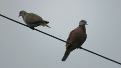 Streptopelia tranquebarica