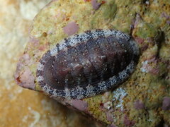 Rhyssoplax olivacea