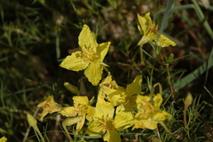 Oenothera hartwegii
