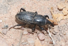 Sphenophorus cicatristriatus