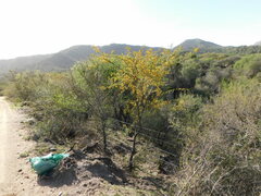 Vachellia astringens