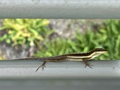 Anolis krugi