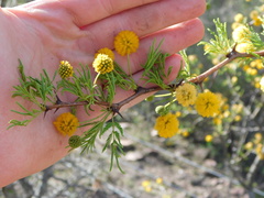 Vachellia astringens