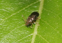 Crepidodera