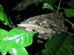 Anolis oxylophus