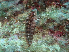 Parablennius gattorugine