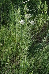 Asclepias subverticillata