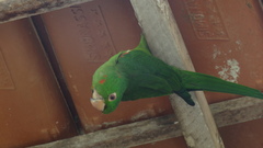 Psittacara leucophthalmus