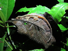 Anolis oxylophus