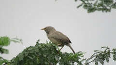 Argya striata