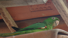 Psittacara leucophthalmus