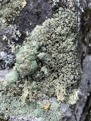 Rhizoplaca opiniconensis