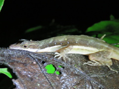 Anolis oxylophus