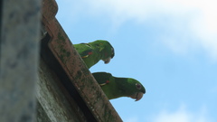 Psittacara leucophthalmus