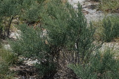 Allenrolfea occidentalis